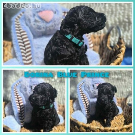 Törzskönyves Kerry Blue Terrier kölykök