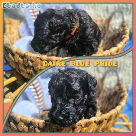Törzskönyves Kerry Blue Terrier kölykök
