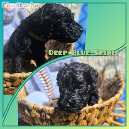Törzskönyves Kerry Blue Terrier kölykök