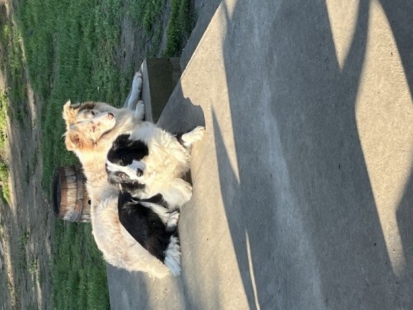Border Collie