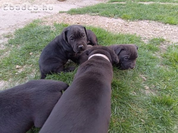Fajtiszta cane corso kölykök eladók .