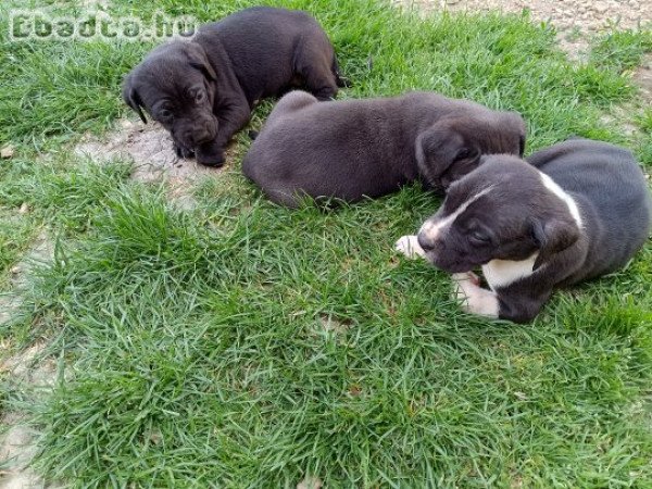 Fajtiszta cane corso kölykök eladók .