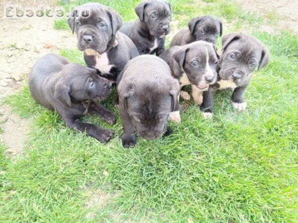 Fajtiszta cane corso kölykök eladók .