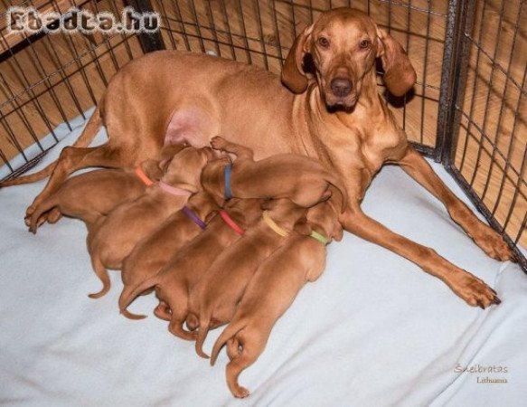 Vizsla puppies for sale