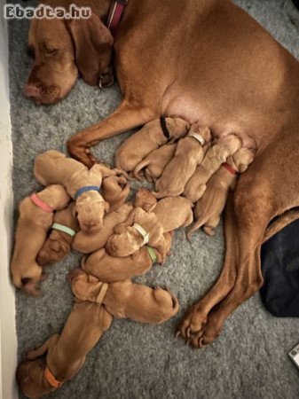 Vizsla puppies for sale