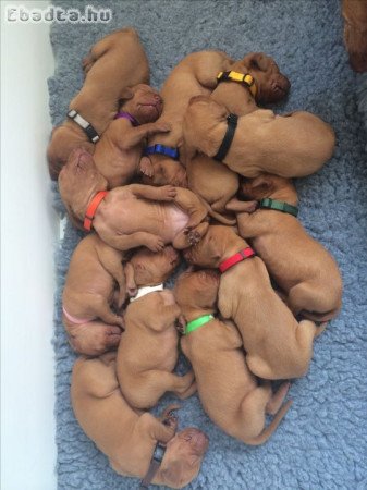Vizsla puppies for sale