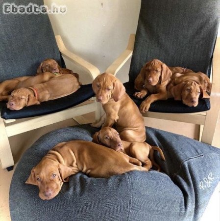 Vizsla puppies for sale