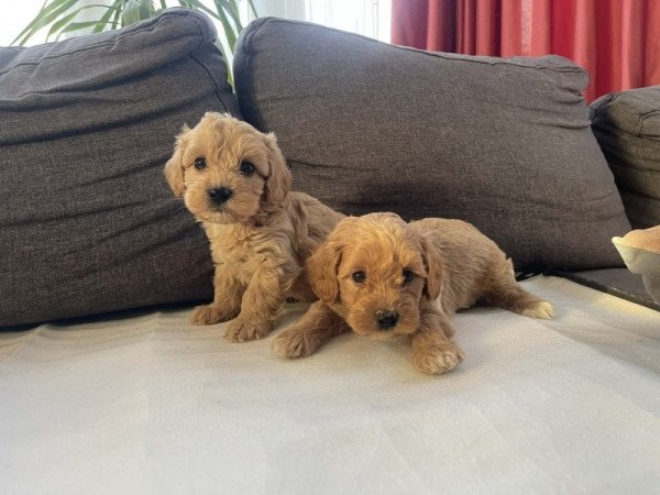 Maltipoo