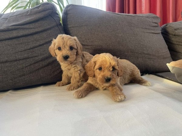 Maltipoo