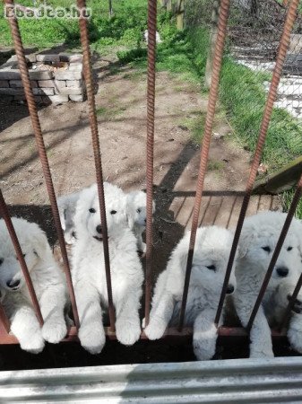 Kuvasz kis kutyák eladók