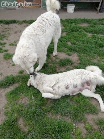 Kuvasz kis kutyák eladók