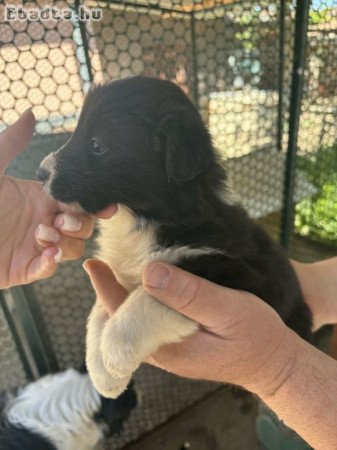 Border Collie kiskutya