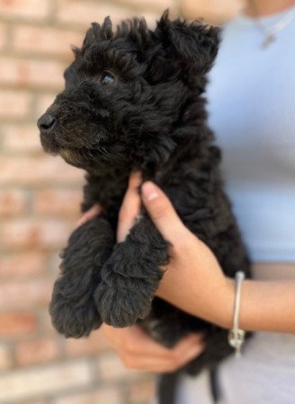 pumi