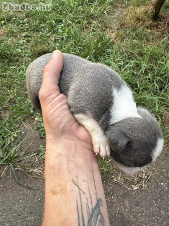 Amstaff kiskutyák eladók