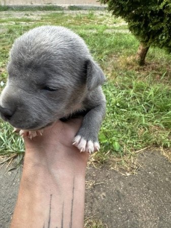 Amerikai staffordshire terrier