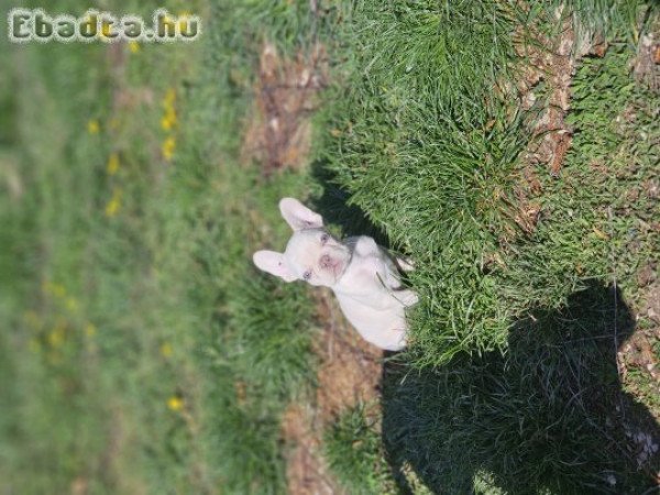 Kan francia bulldog