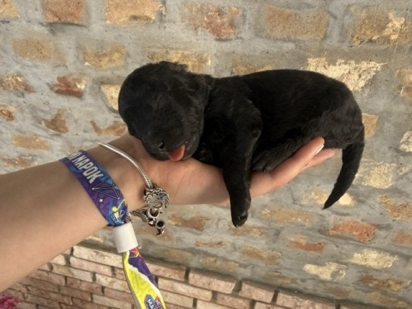 pumi
