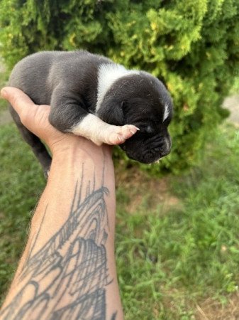 Amerikai staffordshire terrier