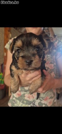 Eladó Yorkshire Terrier kiskutya