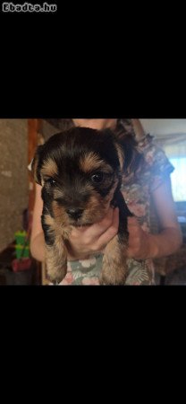 Eladó Yorkshire Terrier kiskutya