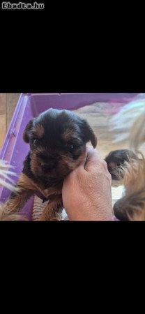 Eladó Yorkshire Terrier kiskutya