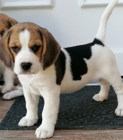 Beagle