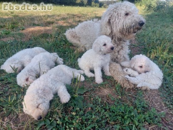 Komondor kiskutyák.