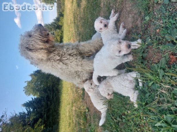 Komondor kiskutyák.