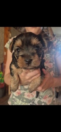 Yorkshire Terrier