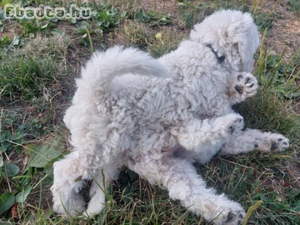 Komondor kiskutyák.