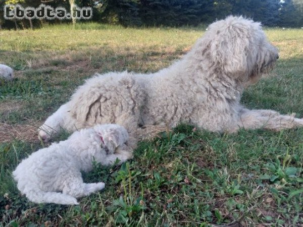 Komondor kiskutyák.