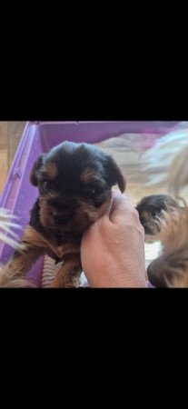 Yorkshire Terrier