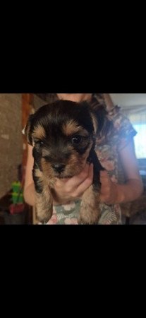 Yorkshire Terrier