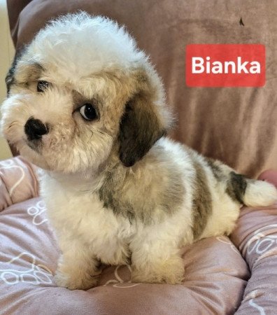 Bichon havanese