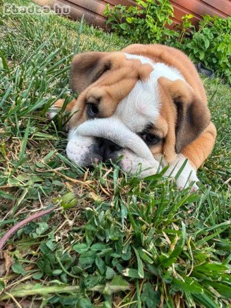 Angol bulldog kiskutya