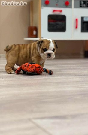Angol bulldog kiskutya