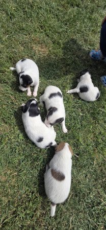 Foxterrier