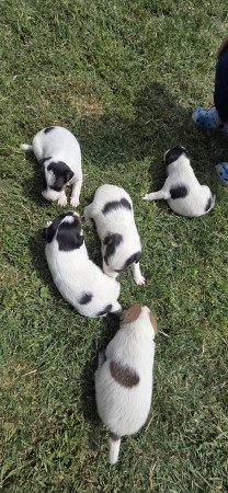 Foxterrier