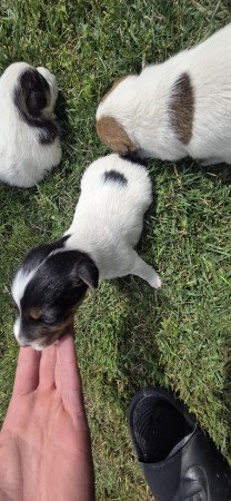 Foxterrier