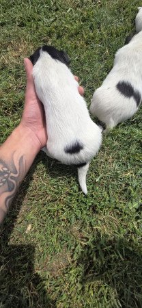 Foxterrier