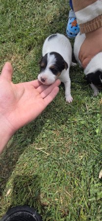 Foxterrier