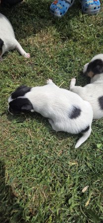 Foxterrier