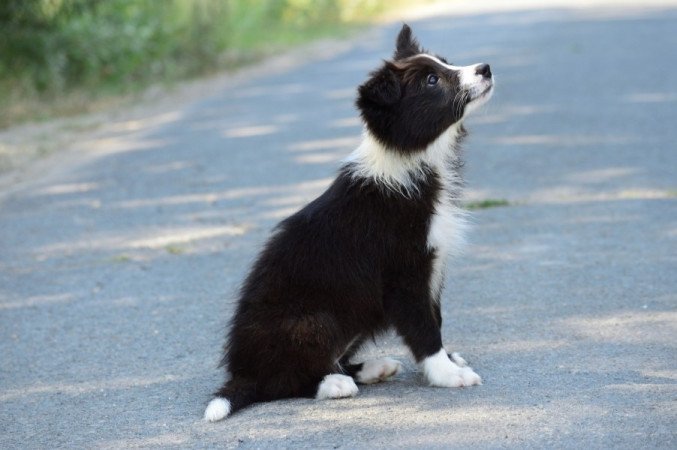 Border Collie