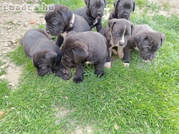Fajtiszta cane corso kölykök eladók .