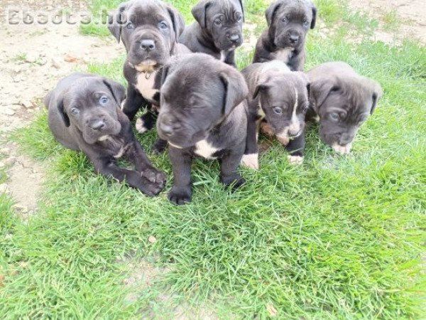 Fajtiszta cane corso kölykök eladók .