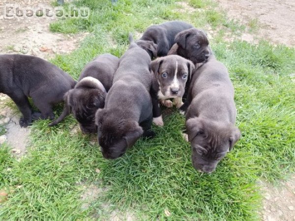 Fajtiszta cane corso kölykök eladók .