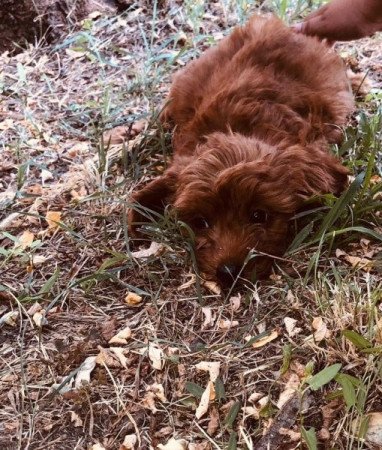 Cavalier spániel uszkár cavapoo cockapoo