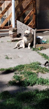 Eladó