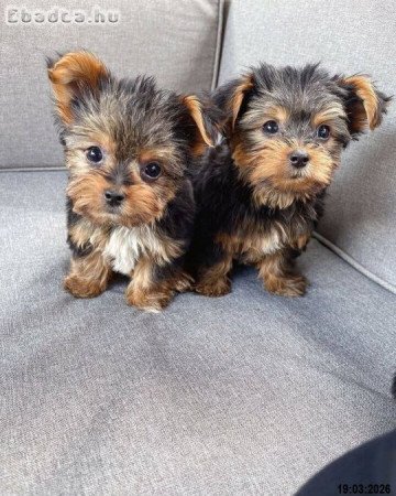 Yorkshire terrier kölykök várnak rád