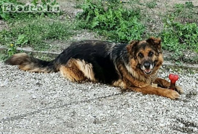 Németjuhász kutyánkat elajándákoznánk